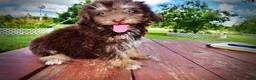 Havapoo dogs for sale: Frisky - Ad 21