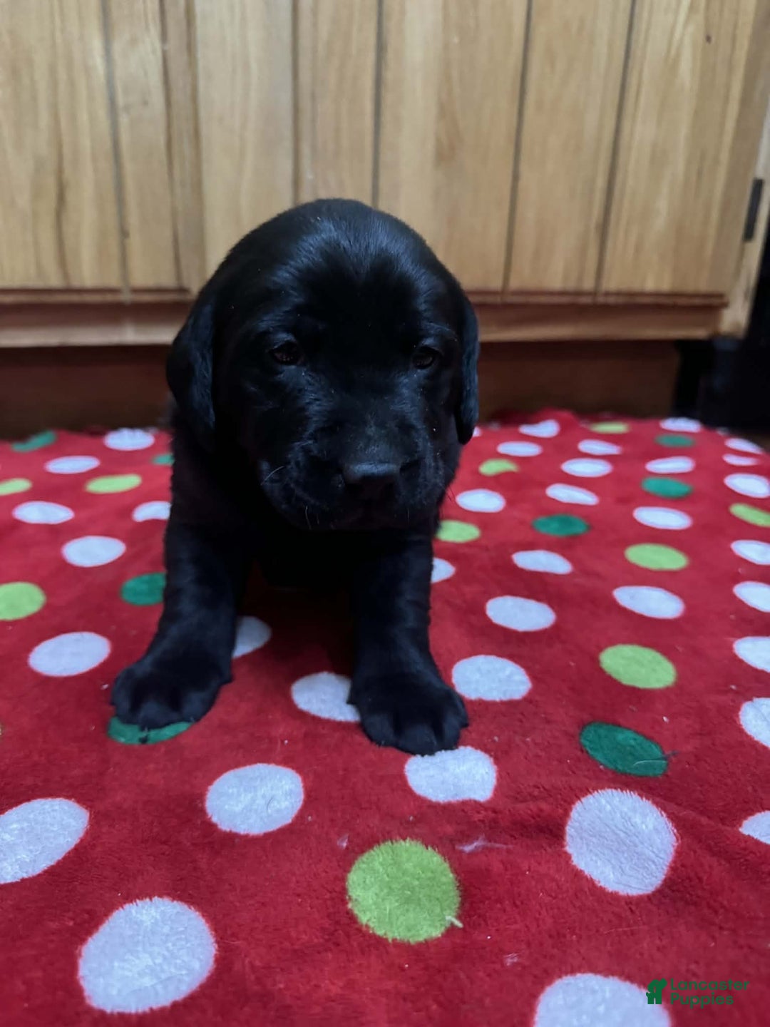 Labrador Retriever dogs for sale: Tulip - Ad 5