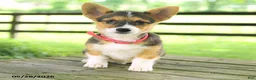 Welsh Corgi Pembroke dogs for sale: Bailey - Ad 5