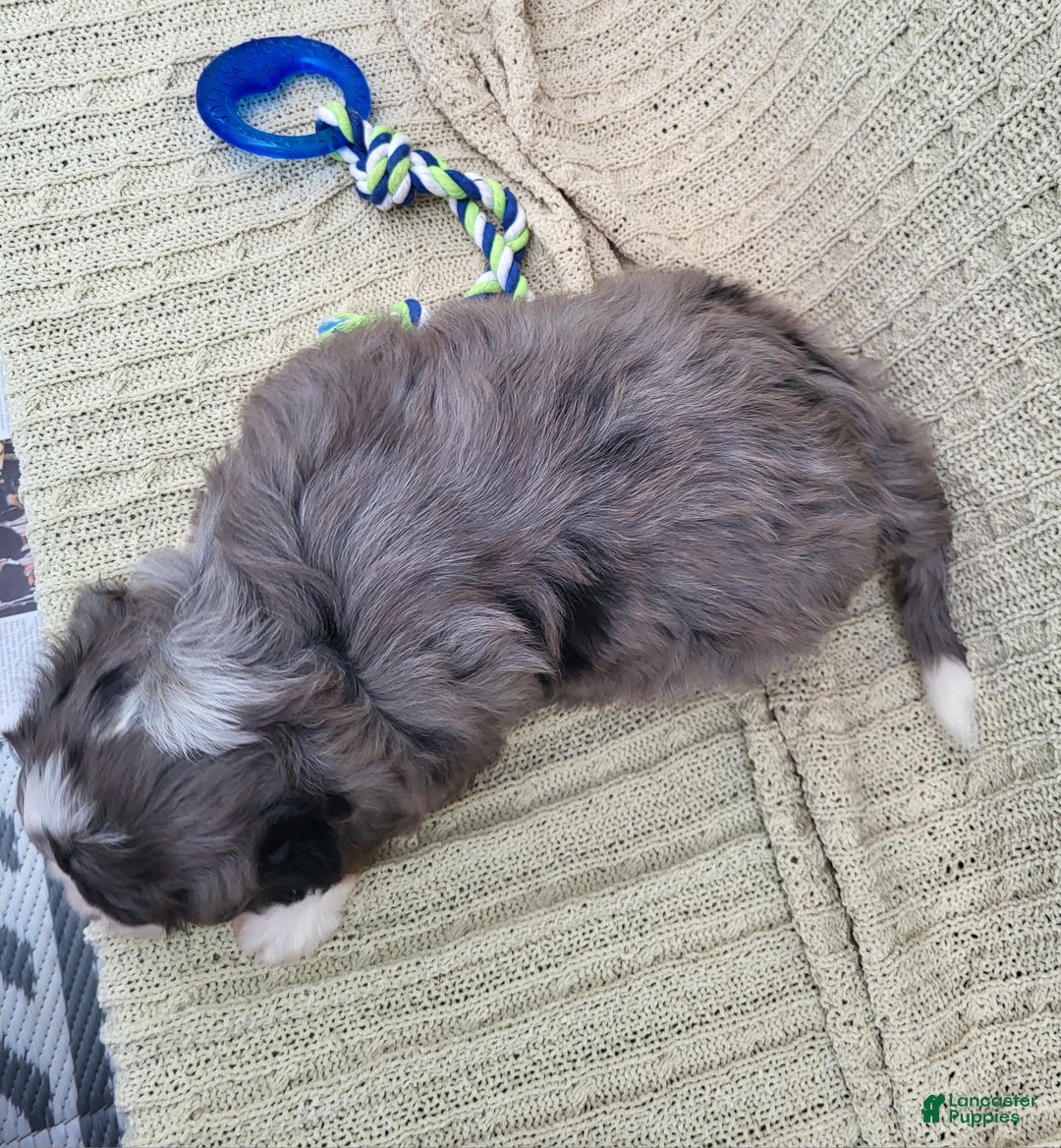 Mini Bernedoodle dogs for sale: Slate - Ad 7