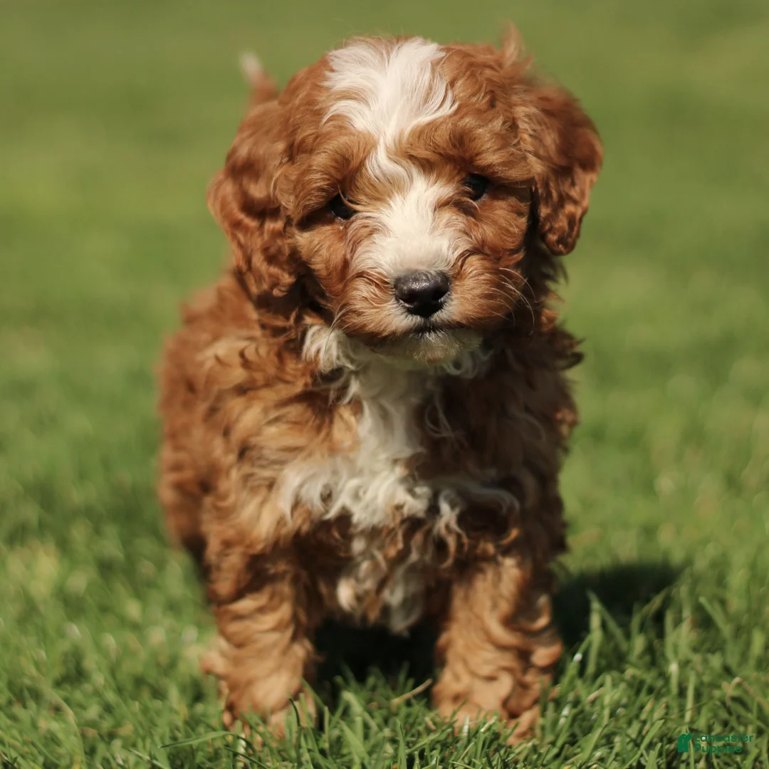 Cavapoo dogs for sale: Sparky - Ad 1