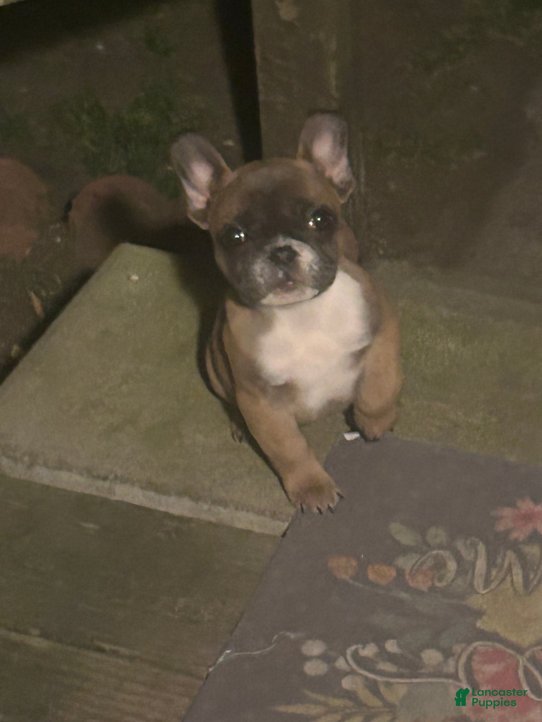 French Bulldog dogs for sale: French Bulldog Puppy 1 - Ad 9
