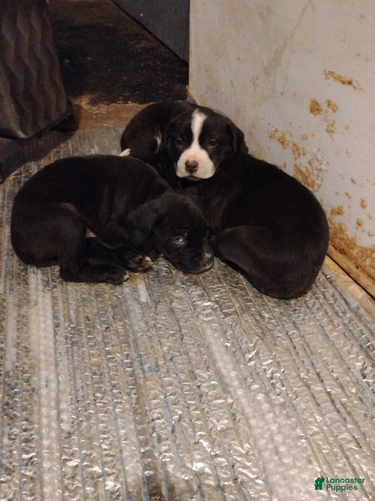 Mixed Breed dogs Mixed Breed Puppy 5 - Ad 7