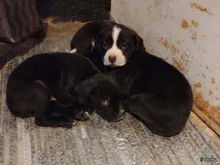 Mixed Breed dogs Mixed Breed Puppy 5 - Ad 17