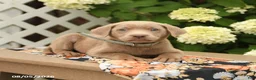 Labrador Retriever dogs for sale: Milly - Ad 3