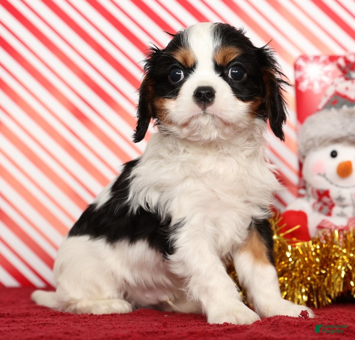 Cavalier King Charles Spaniel dogs Benji - Ad 4