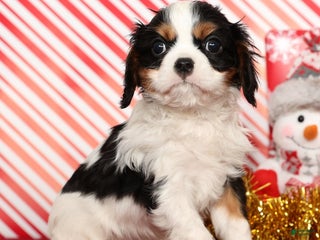 Cavalier King Charles Spaniel dogs Benji - Ad 13