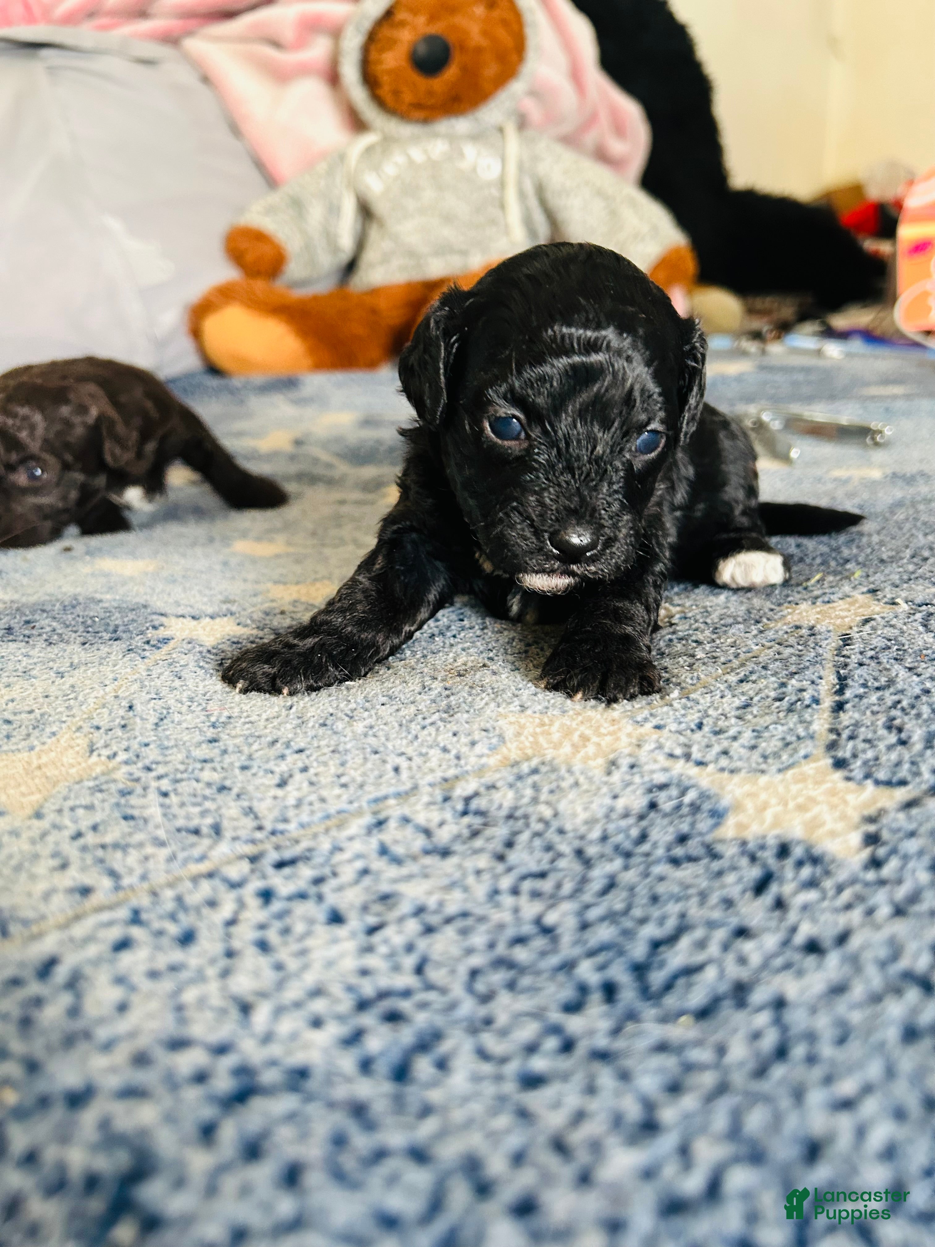 Cavapoo dogs Moon - Ad 13