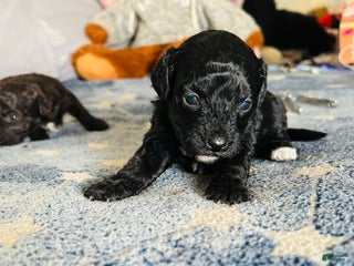 Cavapoo dogs Moon - Ad 15