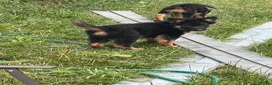 German Shepherd 2