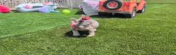 French Bulldog dogs for sale: CUPCAKE - Ad 6
