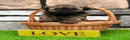 Havanese dogs for sale: Nick - Ad 3