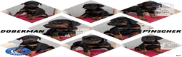 Doberman Pinscher dogs for sale: Lucy  - Ad 13