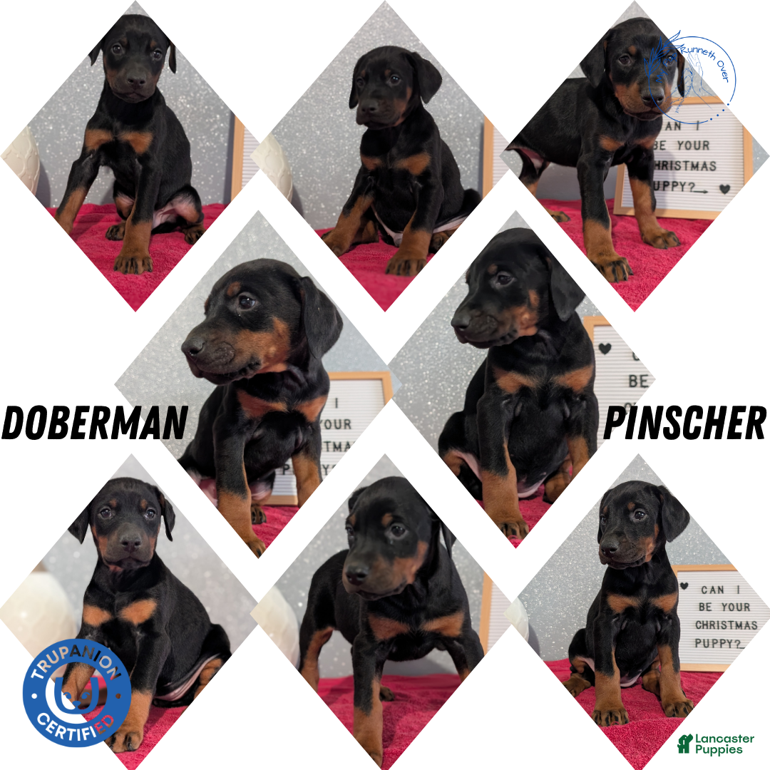 Doberman Pinscher dogs for sale: Lucy  - Ad 13
