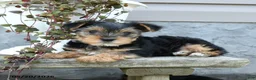 Yorkshire Terrier dogs for sale: Sparky - Ad 3
