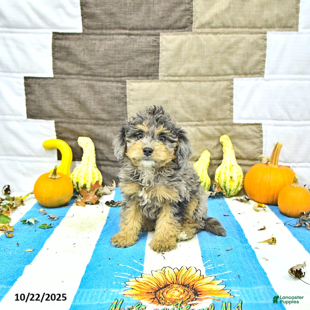 Mini Bernedoodle dogs for sale: Daisy - Ad 4