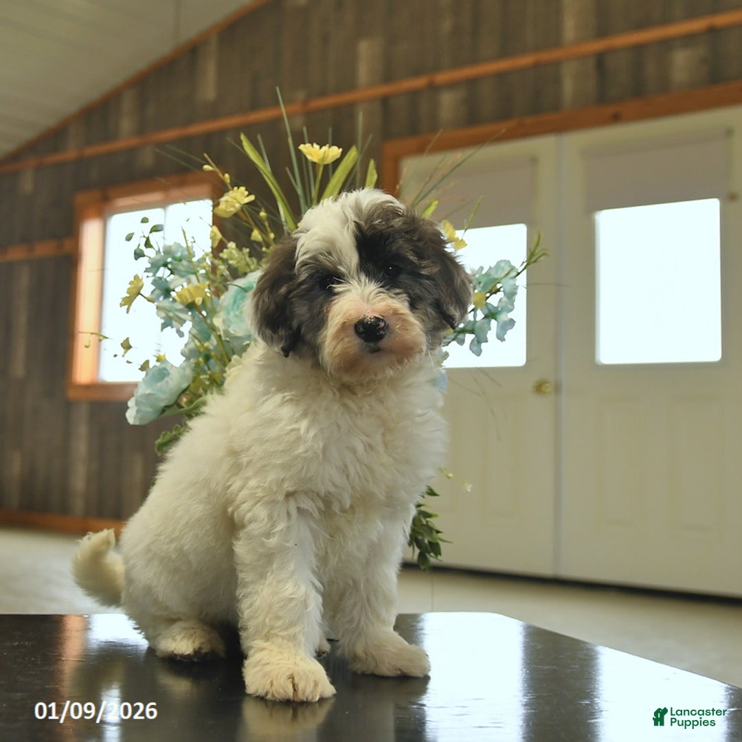 Sheepadoodle dogs for sale: Flori  - Ad 3