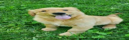 Golden Retriever dogs for sale: Copper - Ad 13