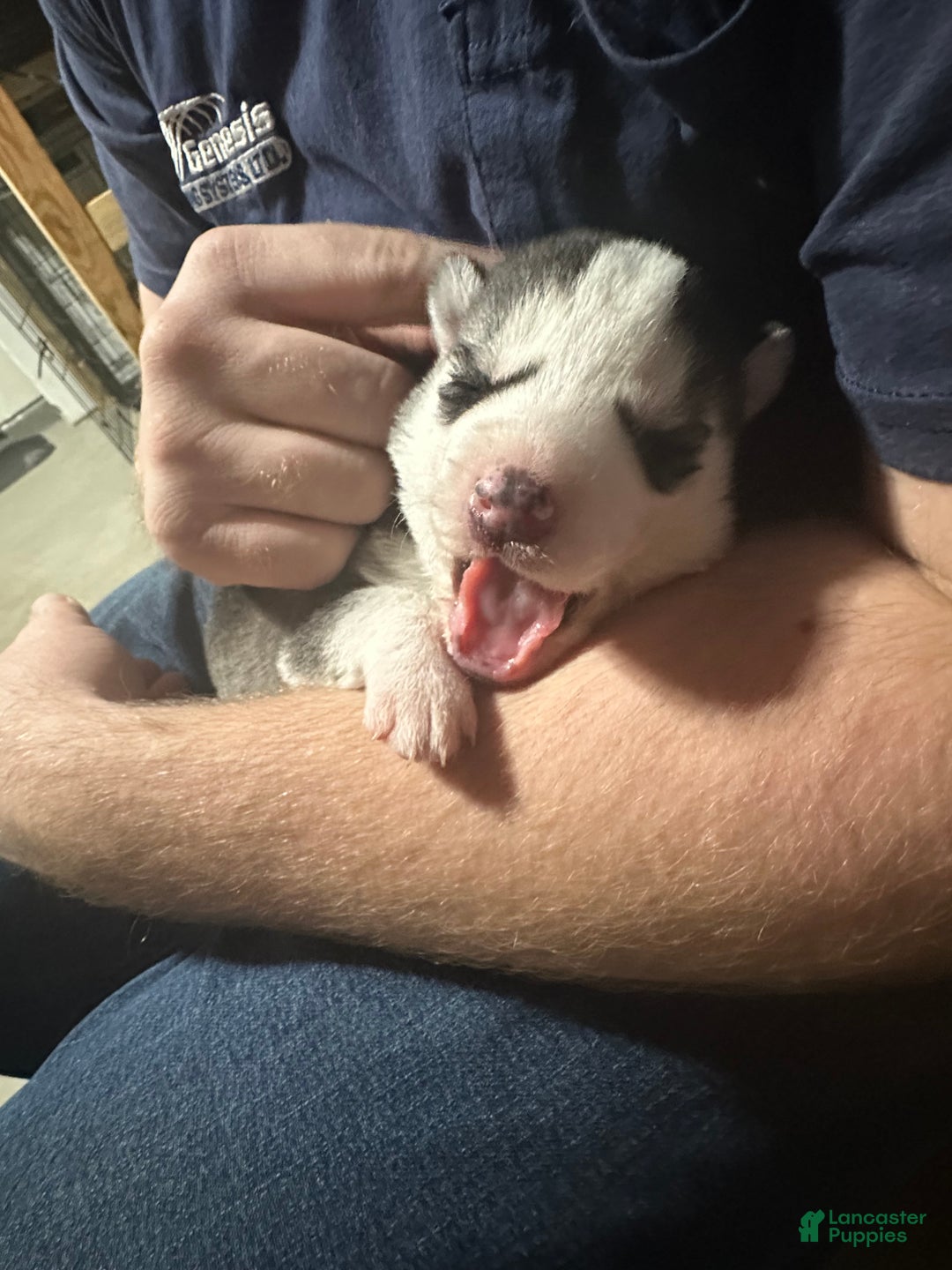 Siberian Husky dogs for sale: Siberian Husky Puppy 1 - Ad 6