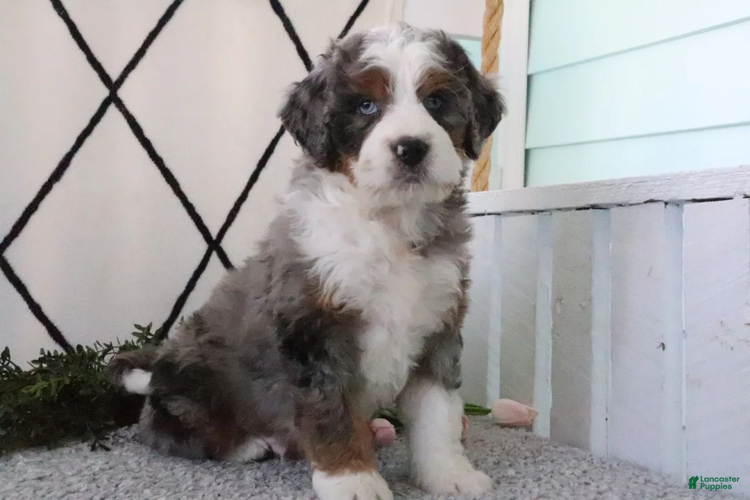 Mini Bernedoodle dogs for sale: Rover - Ad 1