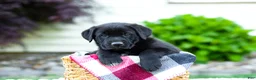 Sheprador dogs for sale: Bingo - Ad 3