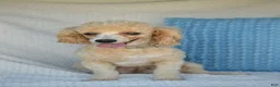 Mixed Breed dogs for sale: Shorty - Ad 5
