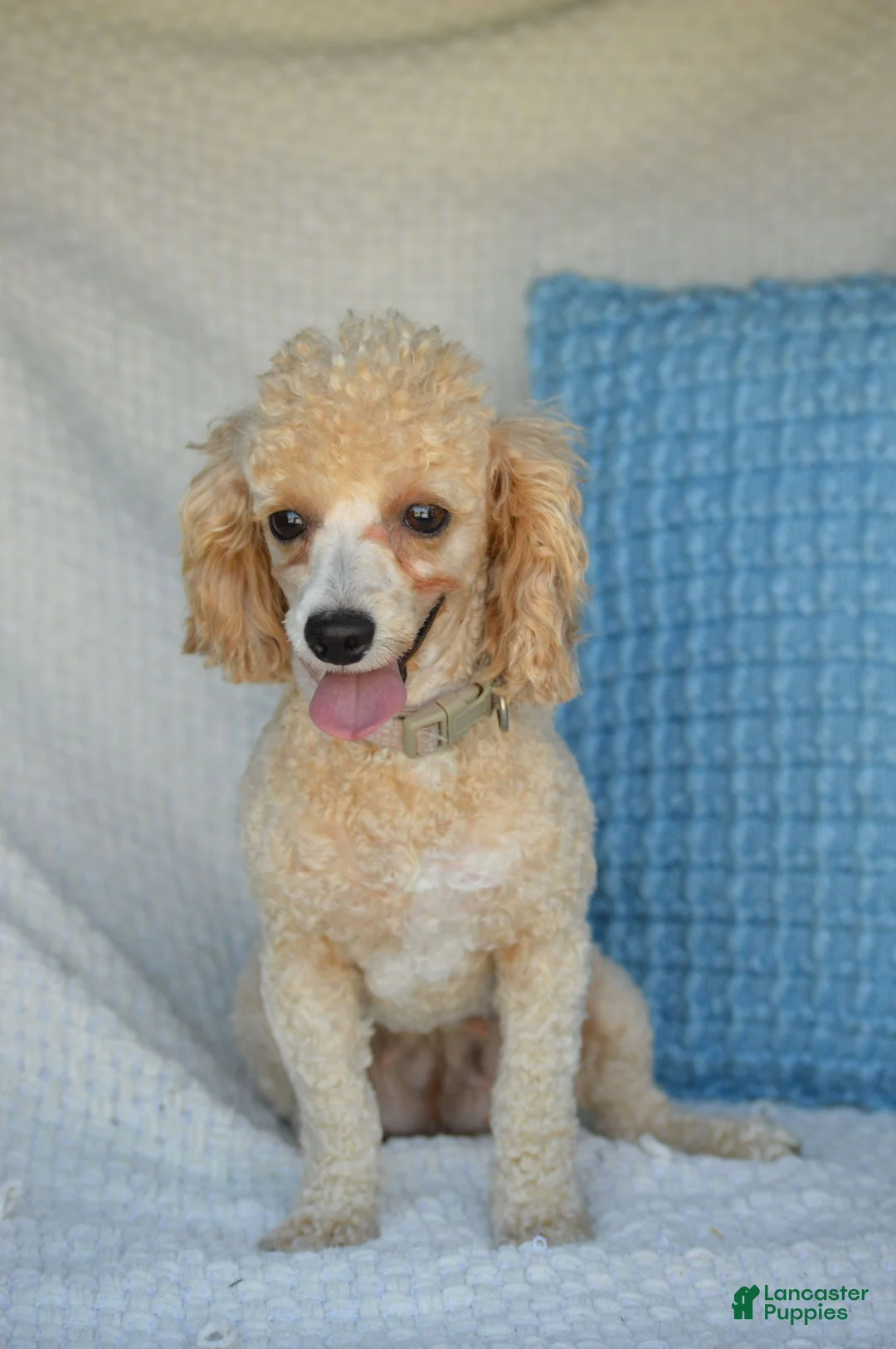 Mixed Breed dogs for sale: Shorty - Ad 5