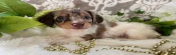 Miniature Dachshund dogs for sale: Maci - Ad 4