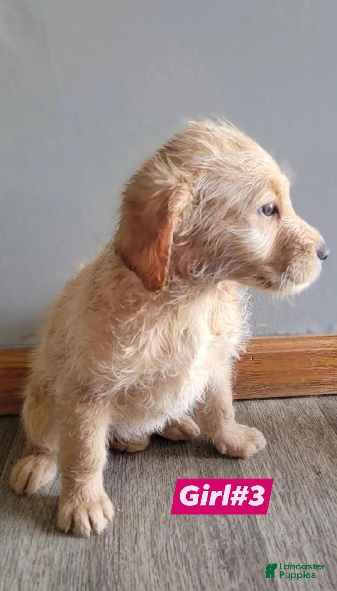 Double Doodle dogs for sale: Double Doodle Puppy 7 - Ad 2