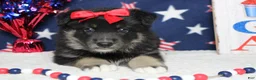Mixed Breed dogs for sale: Violet  - Ad 2