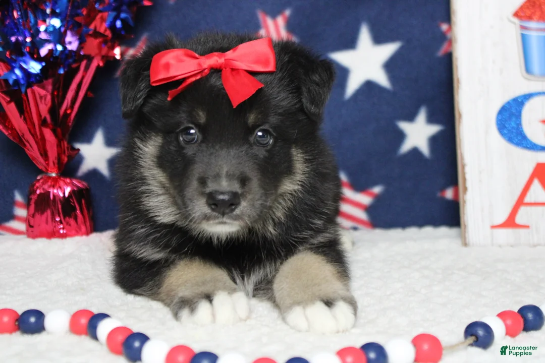 Mixed Breed dogs for sale: Violet  - Ad 2