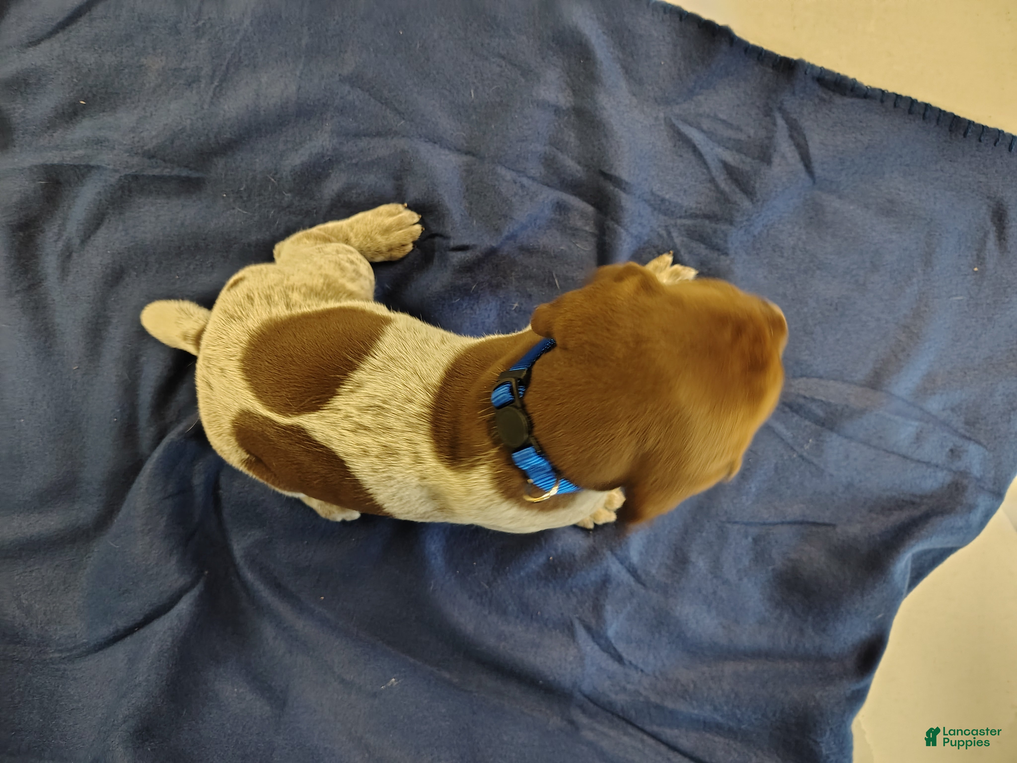 German Shorthaired Pointer dogs German Shorthaired Pointer 3 - Ad 1