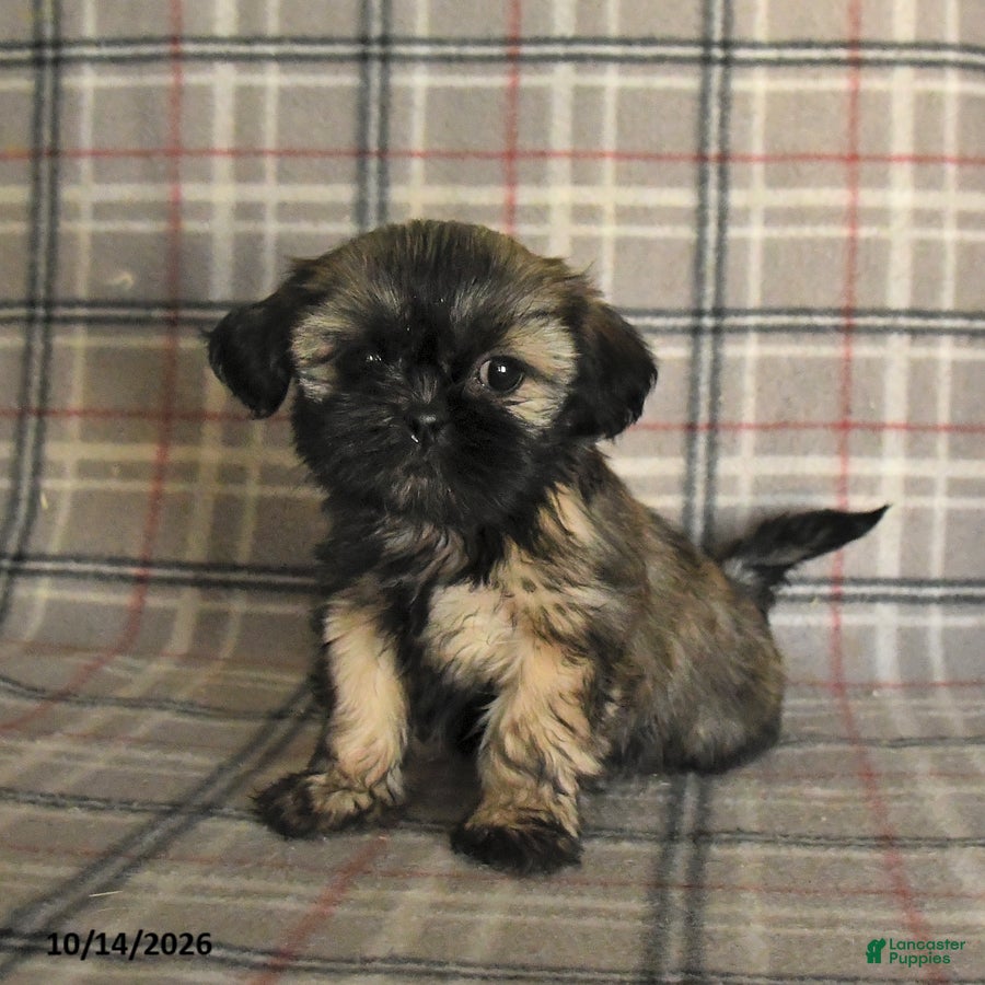 Shih Tzu dogs Trixie - Ad 2