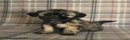 Shih Tzu dogs for sale: Trixie - Ad 2
