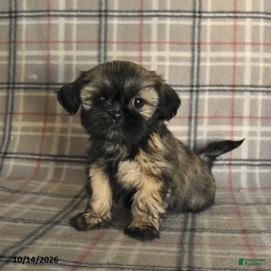 Shih Tzu dogs for sale: Trixie - Ad 2
