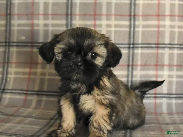 Shih Tzu dogs for sale: Trixie - Ad 2