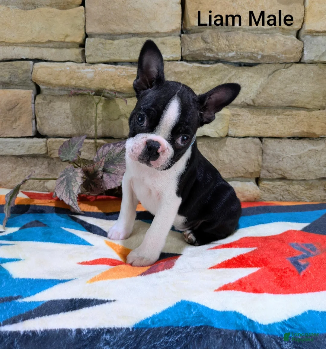 Boston Terrier dogs for sale: Liam Male - Ad 1