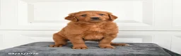 Mini Goldendoodle dogs for sale: Maple   - Ad 3