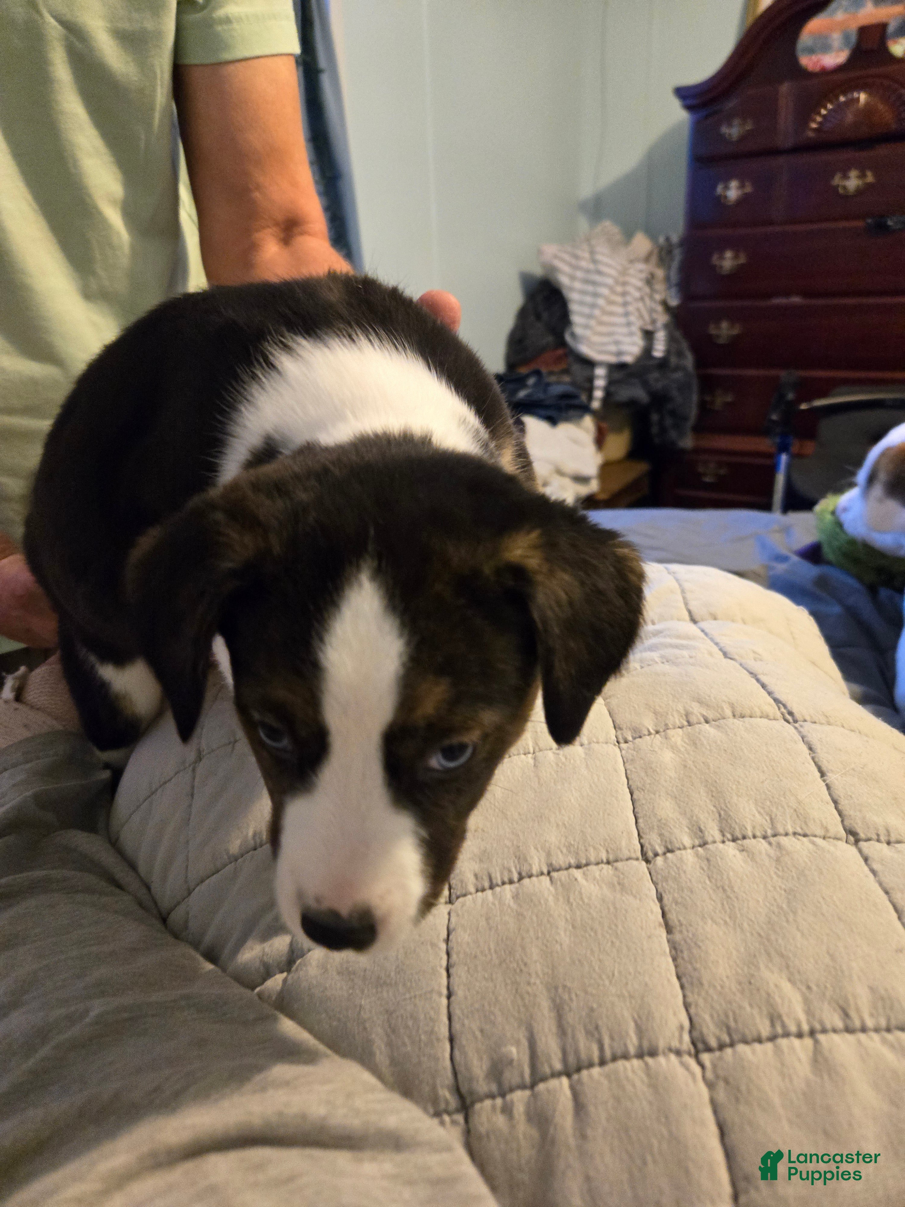 Mixed Breed dogs Pepe' - Ad 40