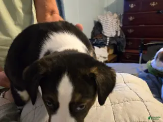 Mixed Breed dogs Pepe' - Ad 36