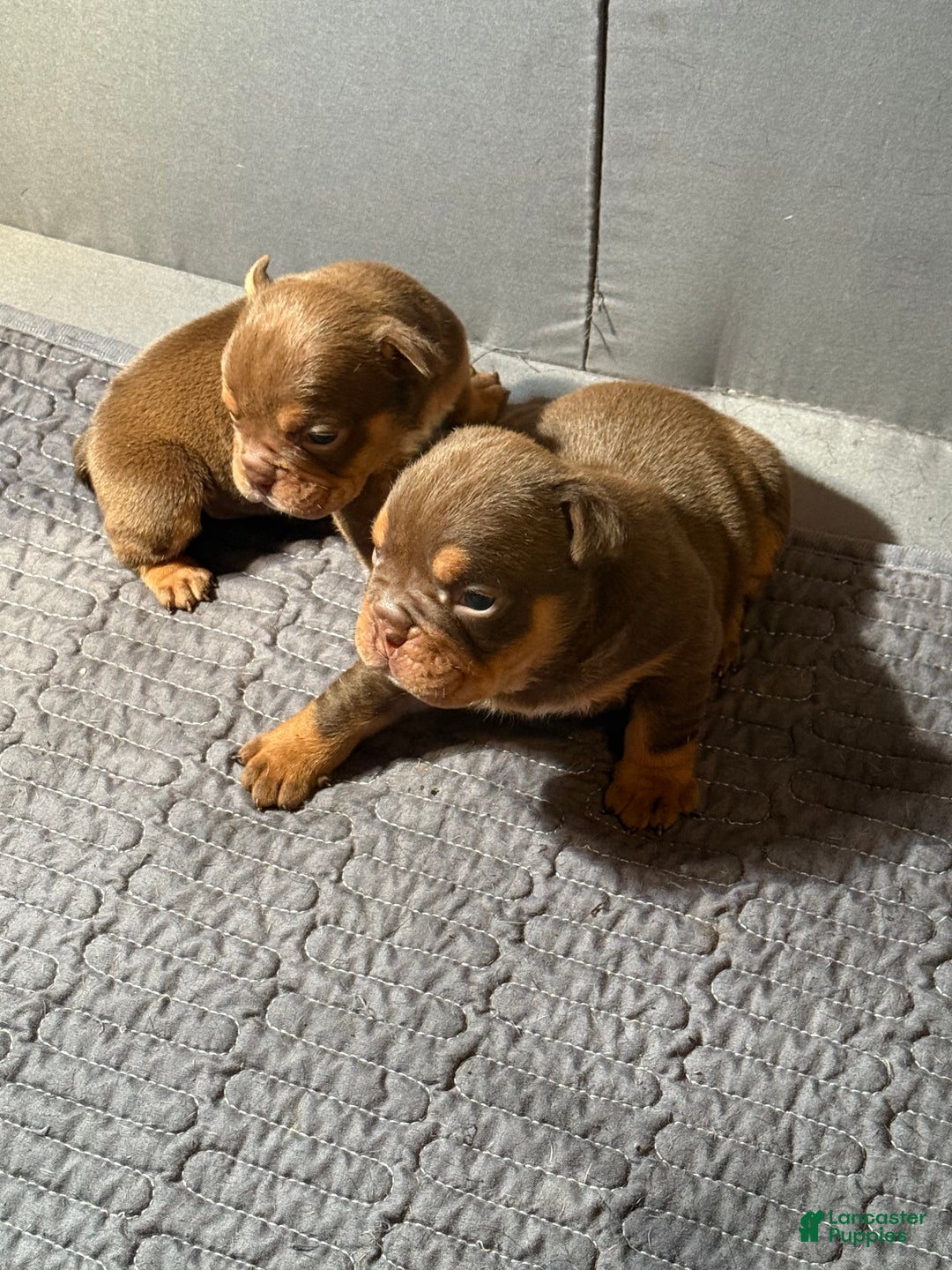 English Bulldog dogs for sale: Aries  - Ad 10
