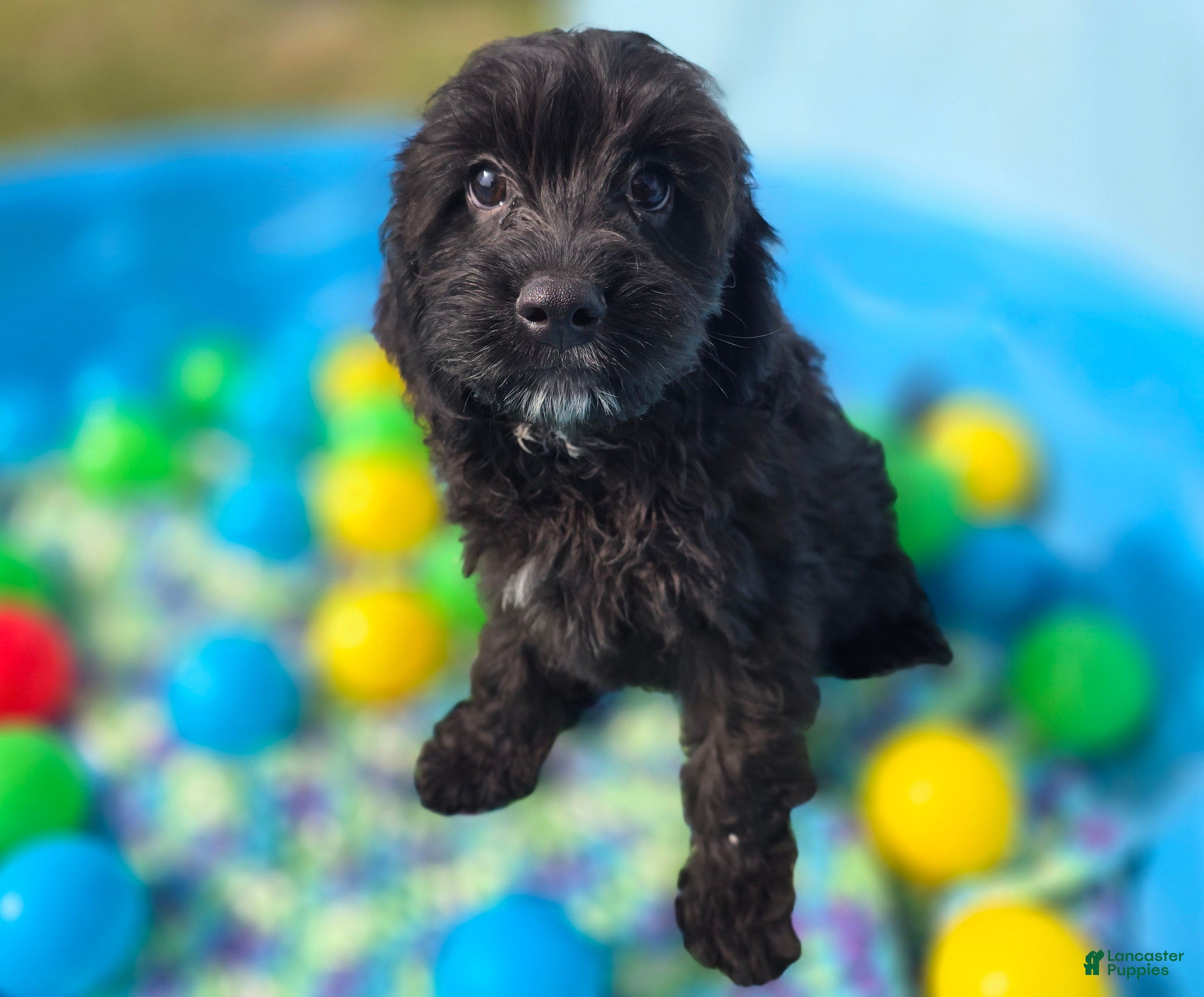 Cavapoo dogs Trigger - Ad 25