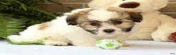 Shih Tzu dogs for sale: Brett - Ad 4