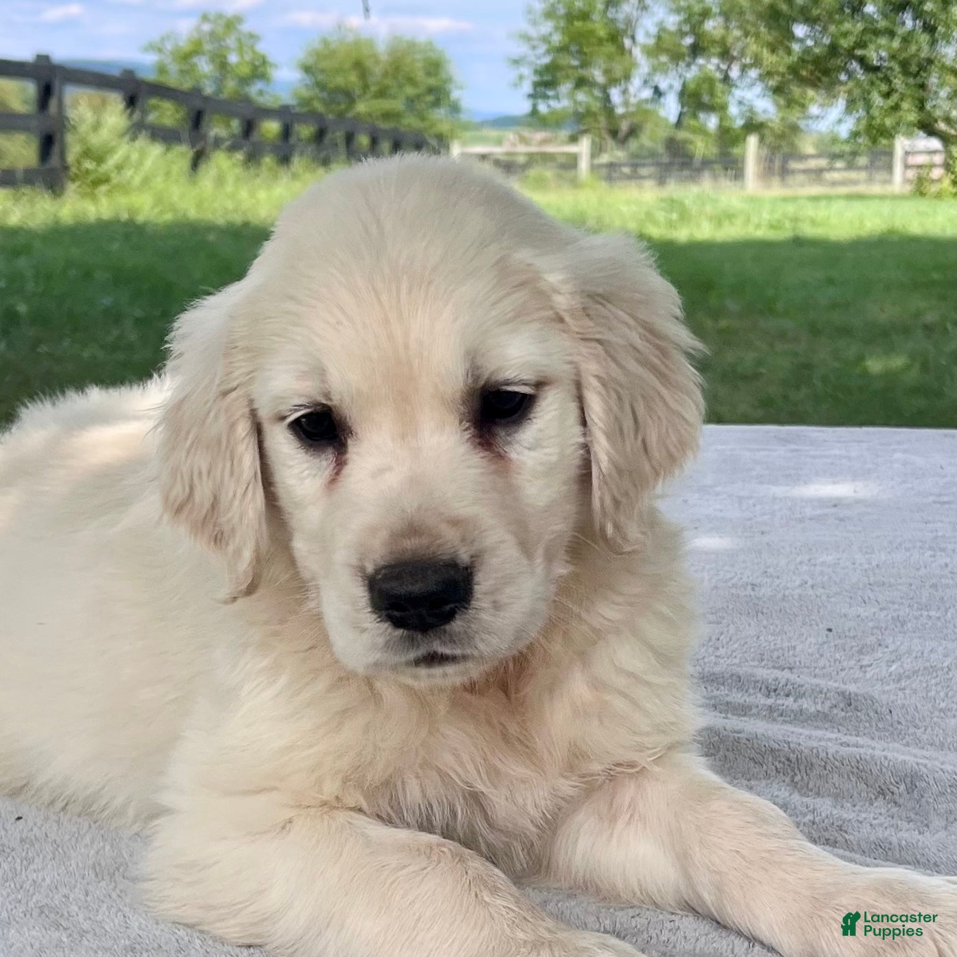 Golden Retriever dogs Gunner - Ad 2