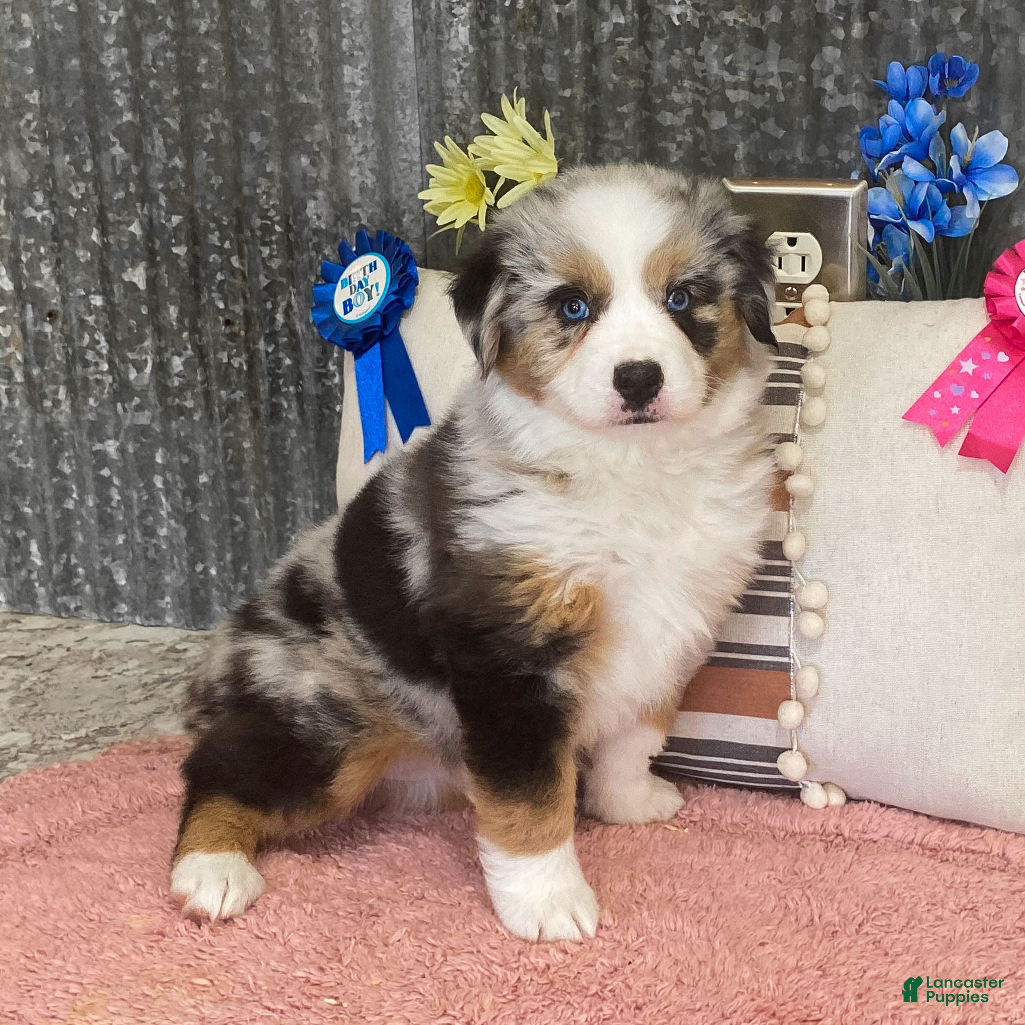 Miniature Australian Shepherd dogs Kelsie Miniature Australian Shepherd Puppy  - Ad 1