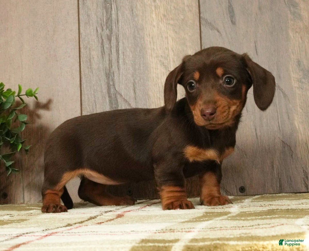 Miniature Dachshund dogs for sale: Molly - Ad 7
