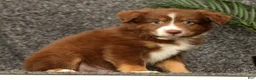 Miniature Australian Shepherd dogs for sale: Manny - Ad 2