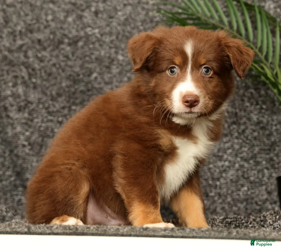 Miniature Australian Shepherd dogs for sale: Manny - Ad 2
