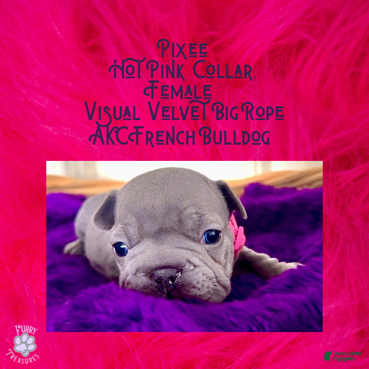 French Bulldog dogs Pixee “Hot Pink” Collar Female  - Ad 41