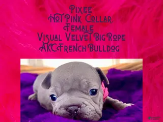 French Bulldog dogs Pixee “Hot Pink” Collar Female - Ad 41